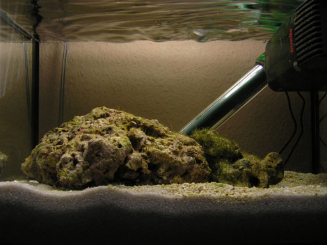 Nano-Aquarium-Meerwasser-Riff