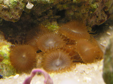 Krustenanemone