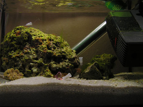 Nano-Aquarium-Meerwasser-Riff