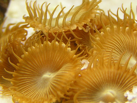 Krustenanemone